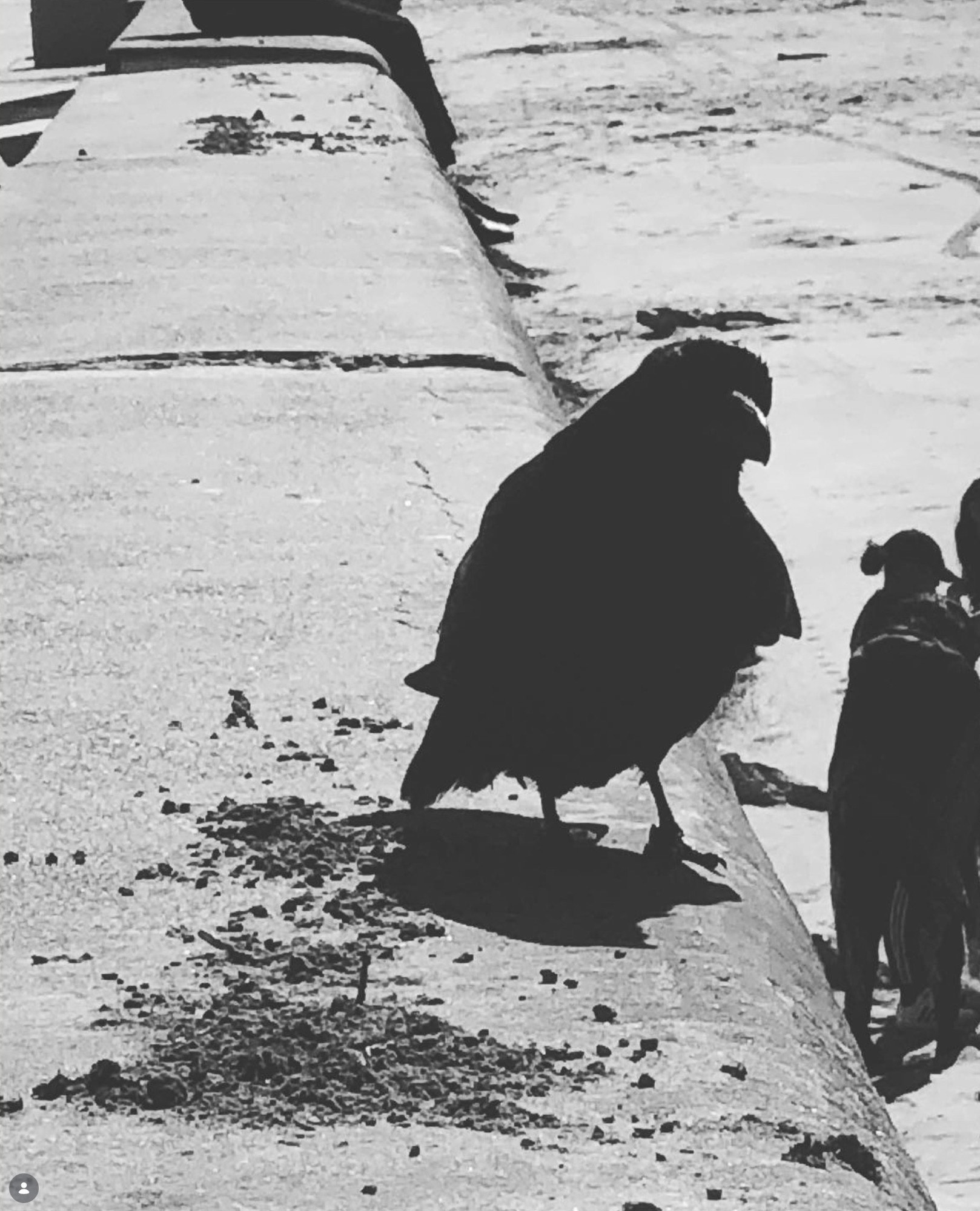 The Crow and the Kids
